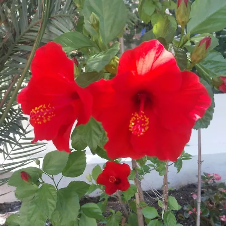 לינה וארוחת בוקר La Casa Di Donato פאלינורו